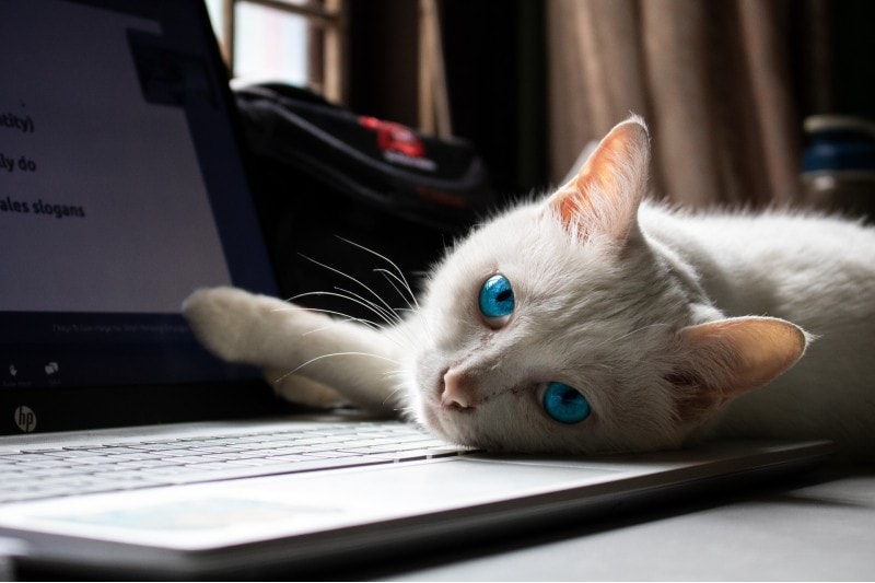 cat laying on top of the laptop