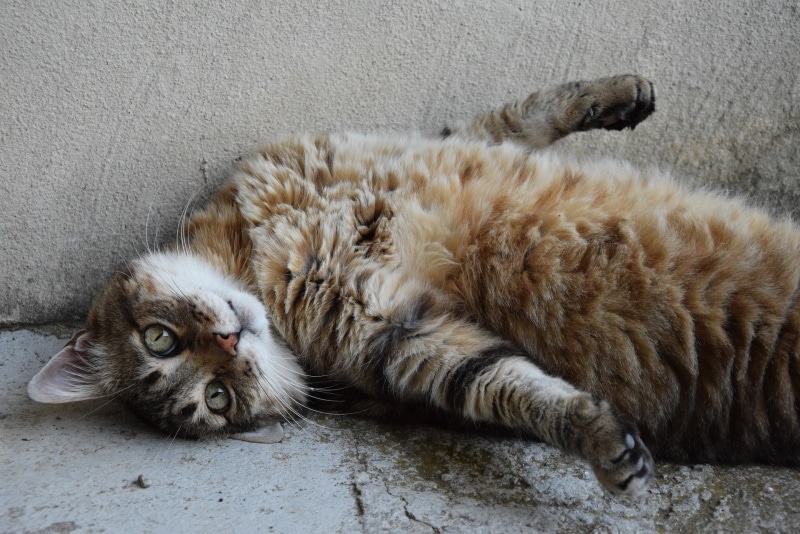 cat lying on the floor