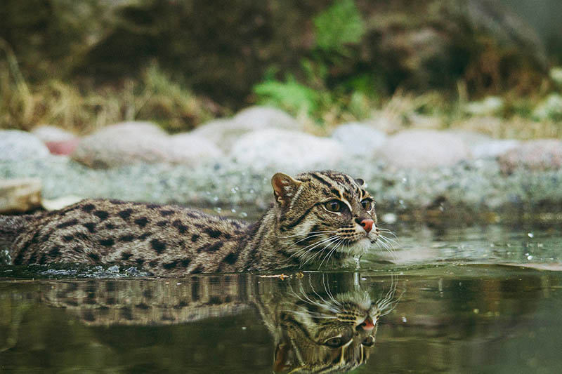 cat swimming in the water