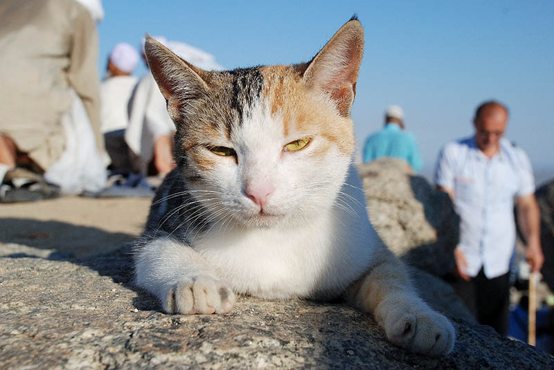 cat with pale nose feeling sleepy