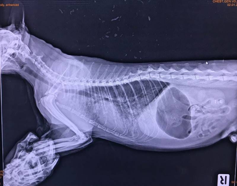 cat with severe respiratory distress
