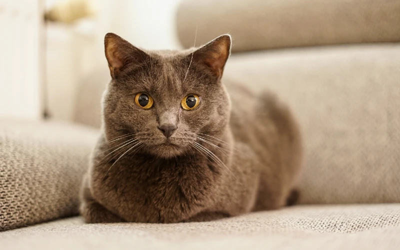 chartreux cat on the couch