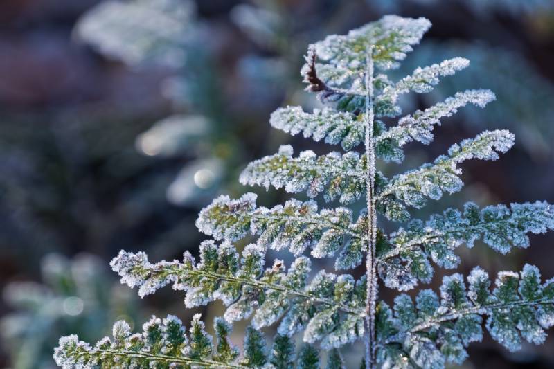 close up image of frosty fern