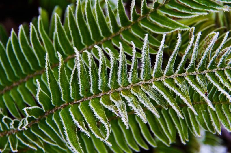 close up of frosty fern