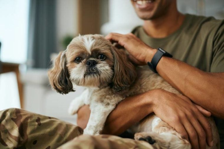 Image showcasing Aromatherapy for Dogs: Does It Really Help? Vet Approved Advice ...