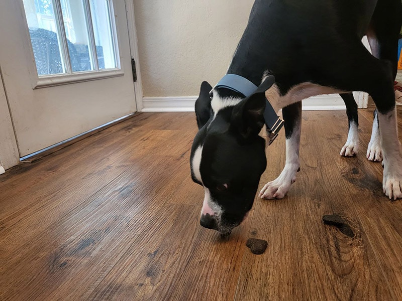 dog eating shameless pets blueberried treasure treats