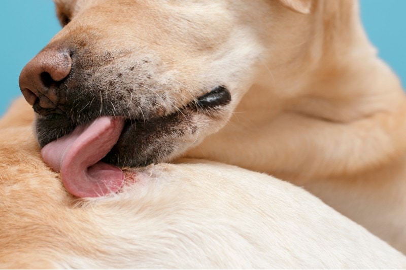 dog licks wound
