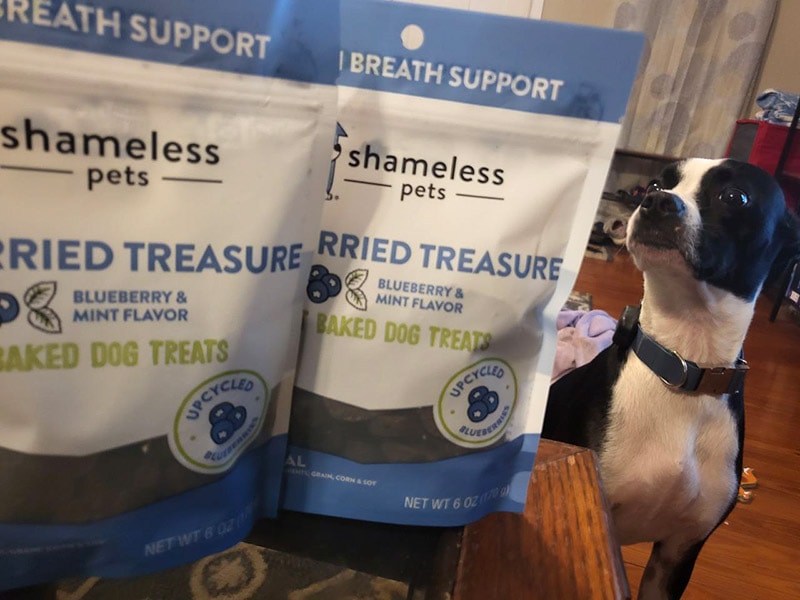 dog looking at the shameless pets blueberried treasure treats