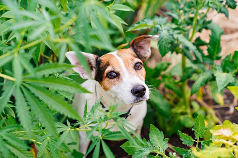 Image showcasing Can My Dog Eat Hemp Seeds? Vet Approved Facts & FAQ | Hepper Pet Resources
