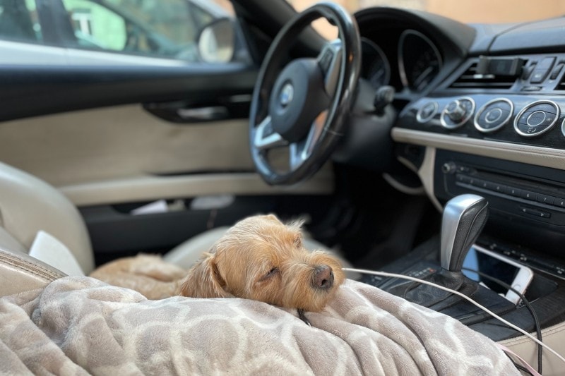 dog with a blanket inside the car