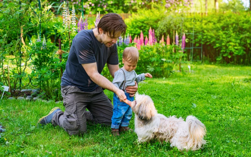 father and son training their shih tzu dog outdoors