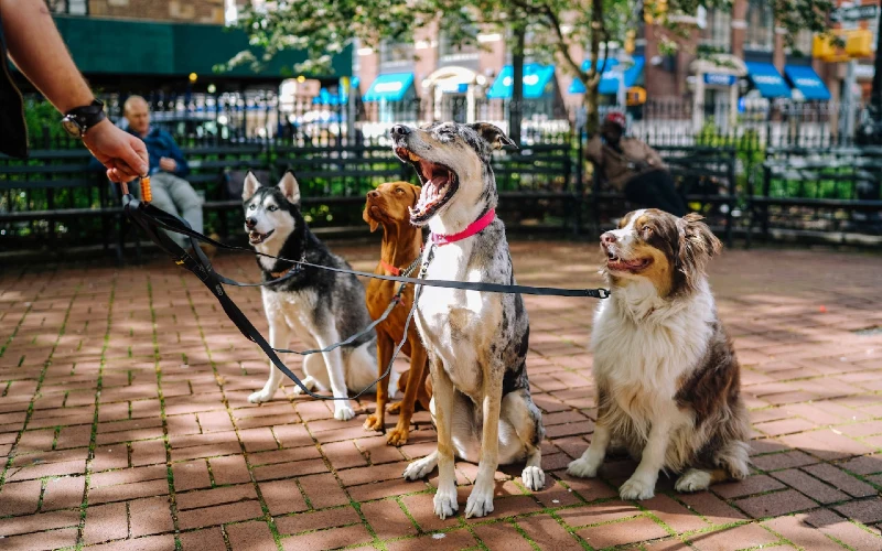 four dogs on leashes being walked outdoors