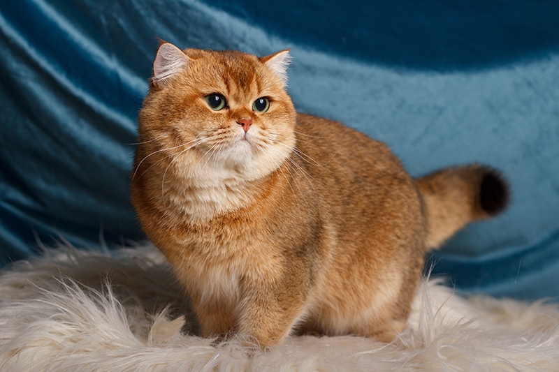 golden chinchilla British shorthair cat