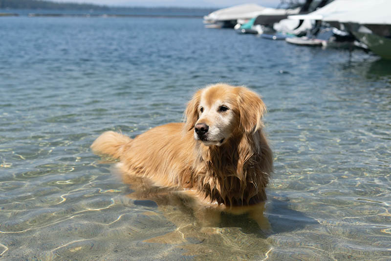 golden retriever swimming at lake tahoe