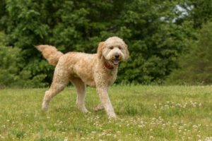 How Long Do Goldendoodles Live? Vet Reviewed Lifespan, Data & Care
