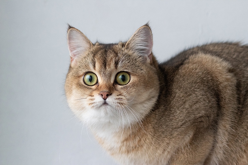 Green-eyed Golden Chinchilla British Shorthair cat up close