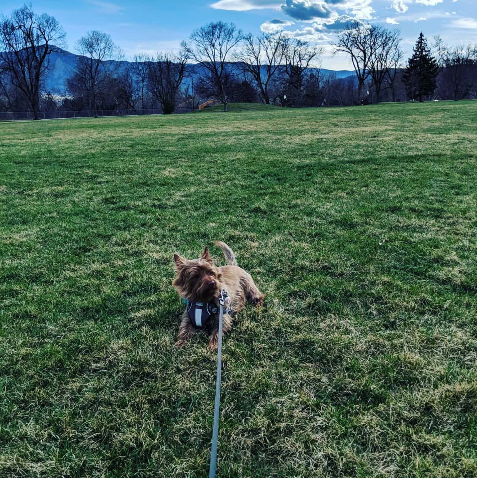 howard heuston dog park