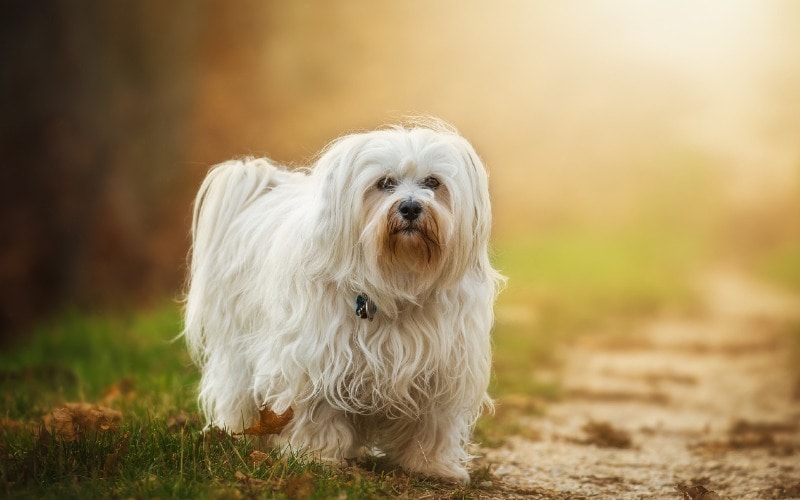 long-haired havanese dog outdoors