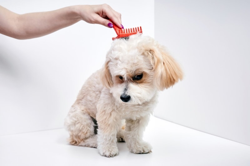 maltipoo brushed by owner