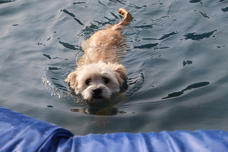 maltipoo swimming in the water