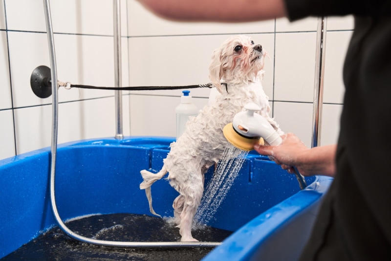 maltipoo taking a bath