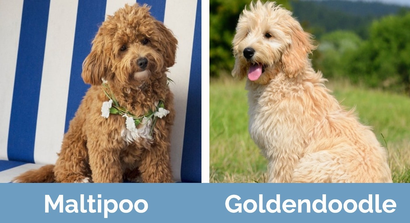 maltipoo vs goldendoodle - Visual Differences