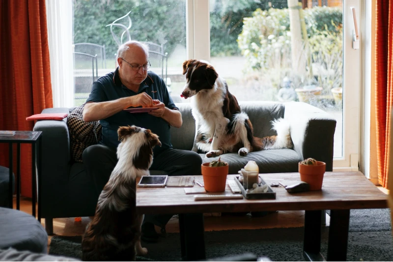 man and two dogs in the living room