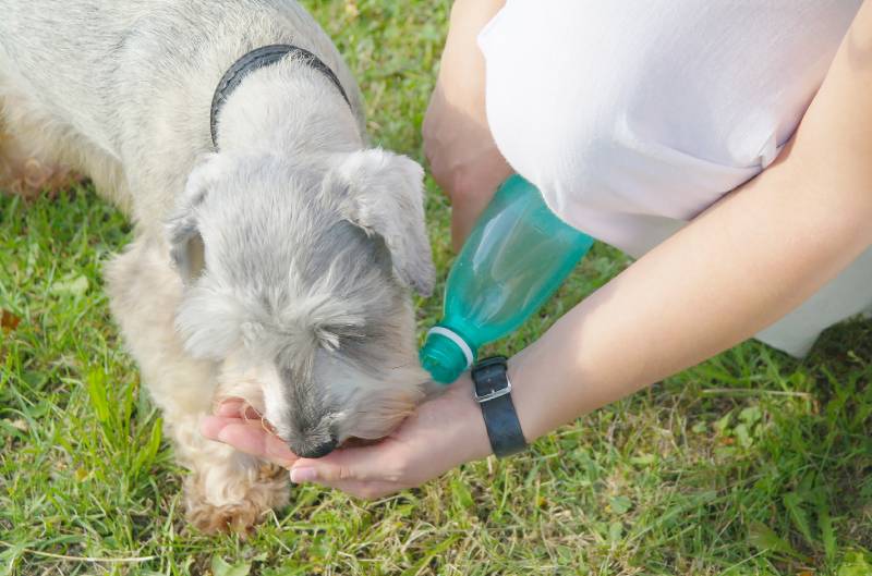 miniature schnauzer dog drinks water from the hand of owner