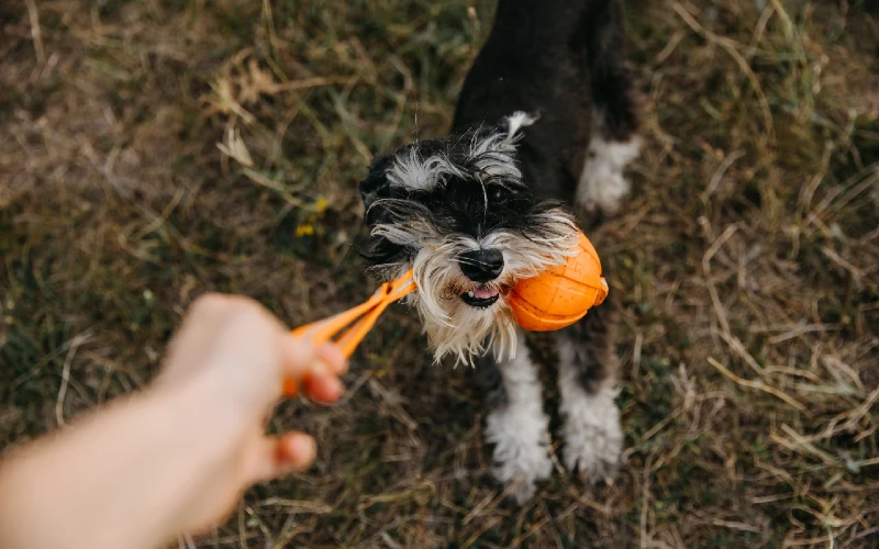 miniature schnauzer playing tug with dog toy