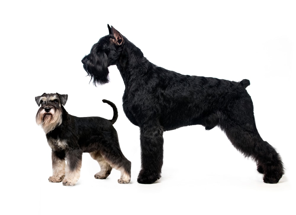 miniature vs giant schnauzer