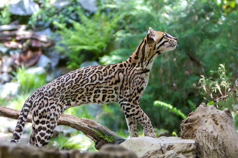 Ocelot exploring outdoors