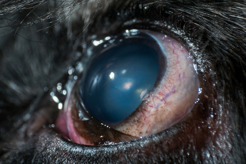 old dog with eye cataract
