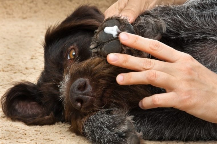 Stunning Vaseline For Dogs And Heat-Induced Skin Irritation image