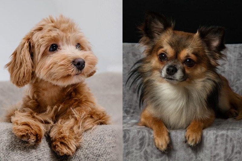 parent breeds of the Maltipoo-Chihuahua