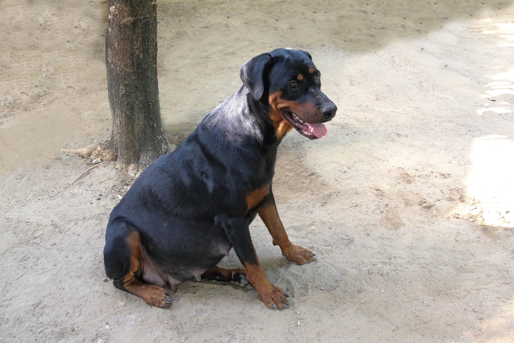 pregnant doberman