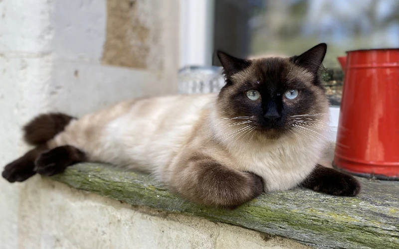 ragamese siamese ragdoll cat
