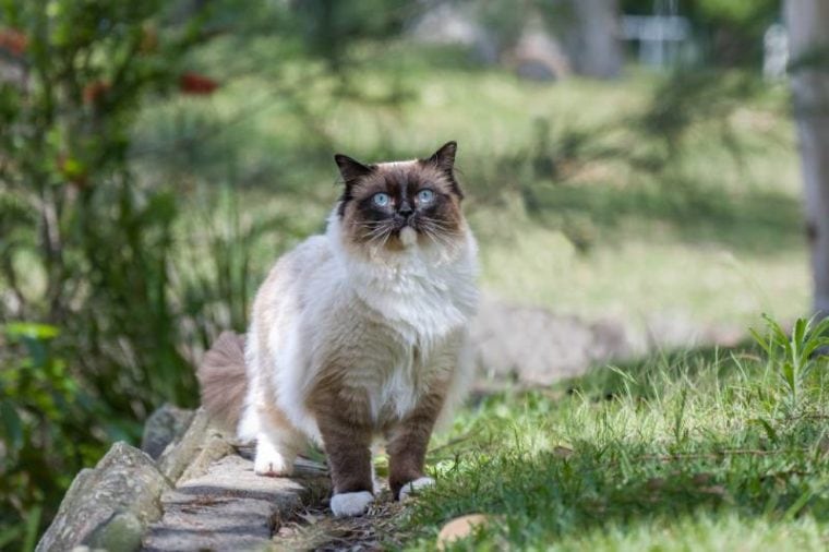 RAGDOLL CAT CHARACTERISTICS visual data 8