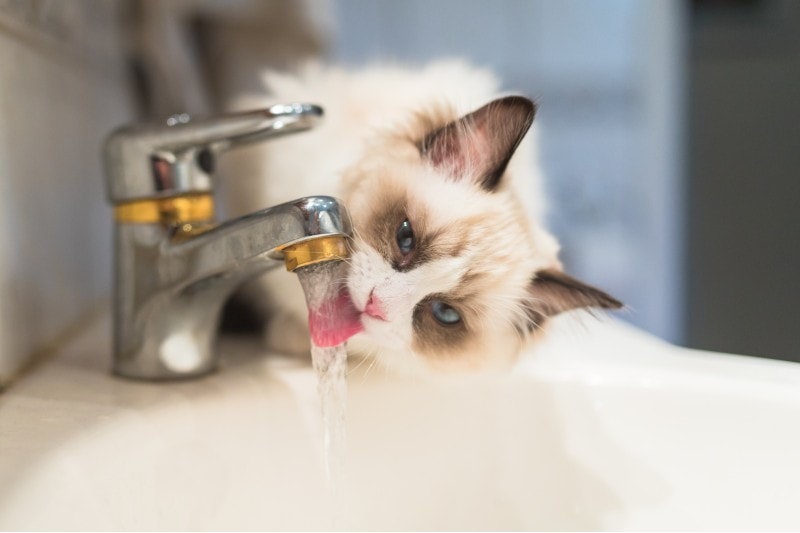ragdoll kitten drinking running water