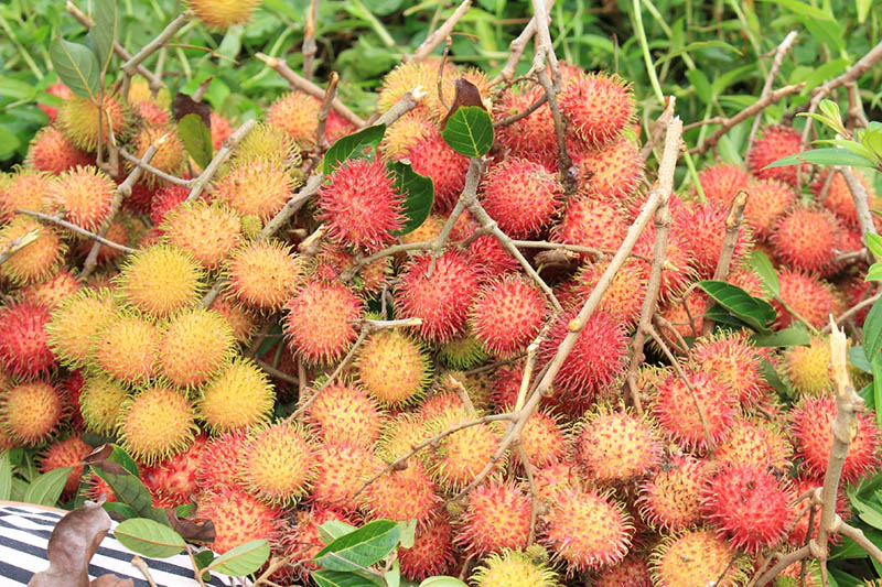 rambutan freshly harvested