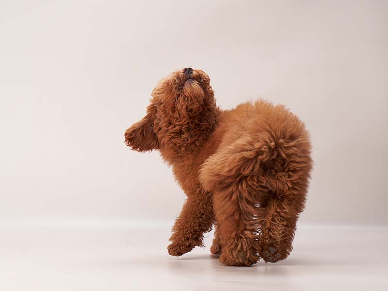 red maltipoo dog spinning