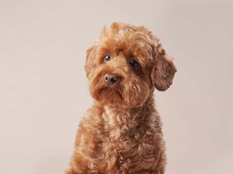 red maltipoo dog