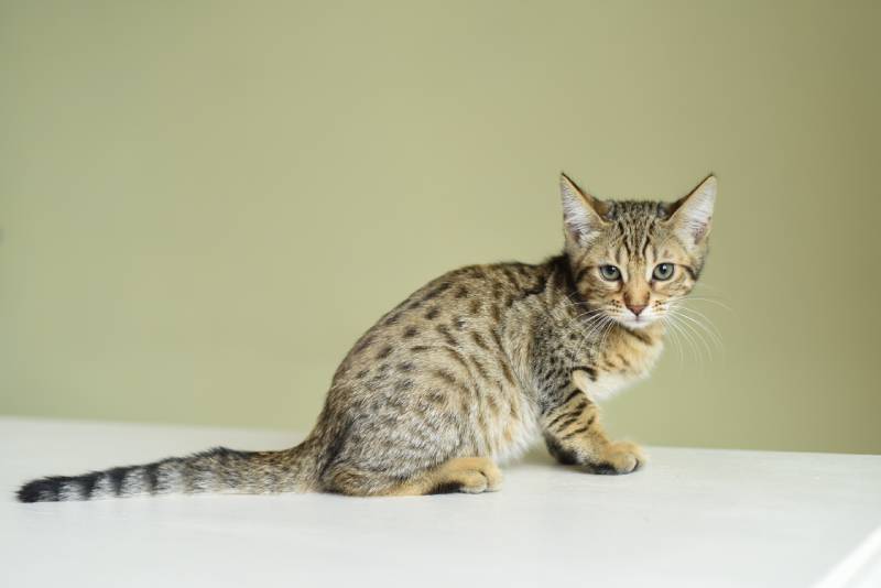savannah f5 kitten on the wooden table