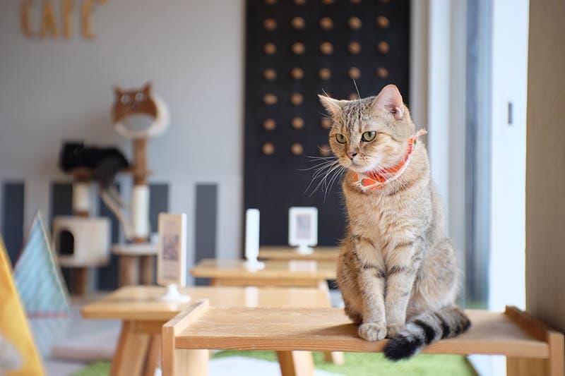 scottish cat in a cat cafe