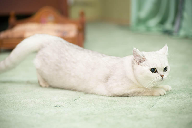 Scottish chinchilla in heat