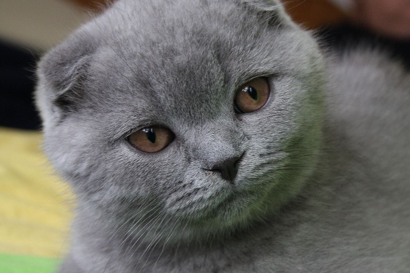 scottish fold Lilac