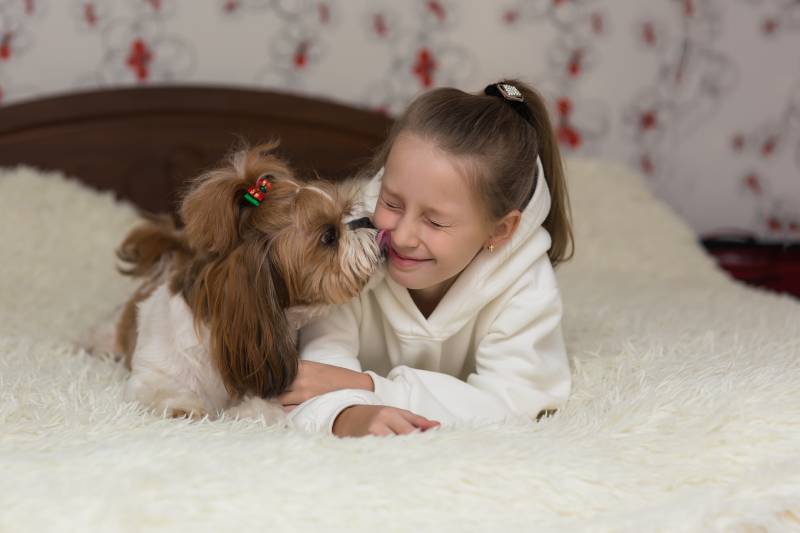 shih tzu dog licking the girl's face