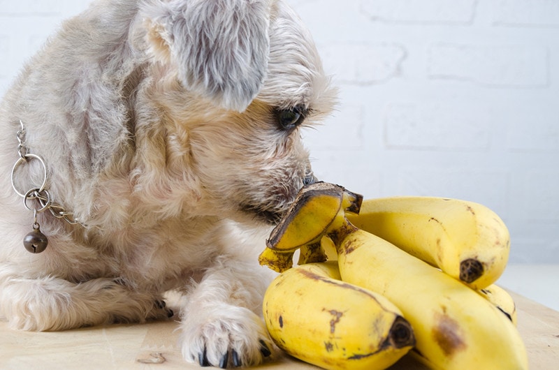 shih tzu eat banana