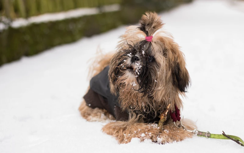 shih tzu puppy in the snow with a stick