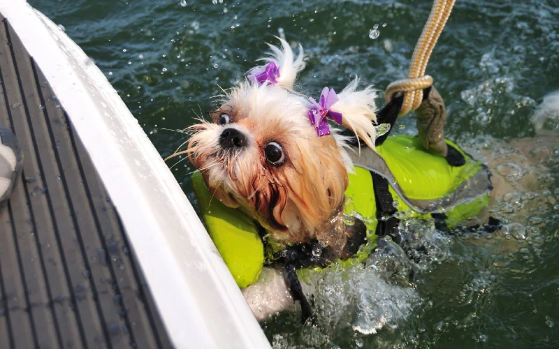 shih tzu puppy wearing a life jacket while learning how to swim in water