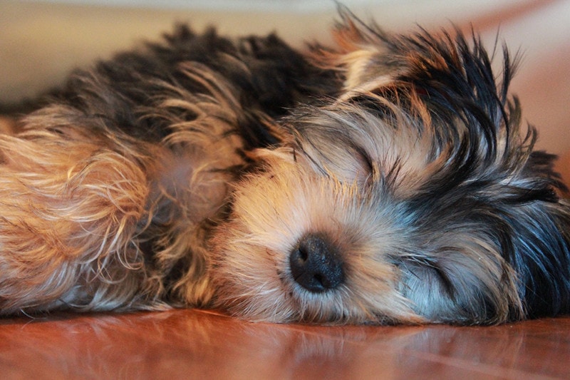 shih tzu sleeping